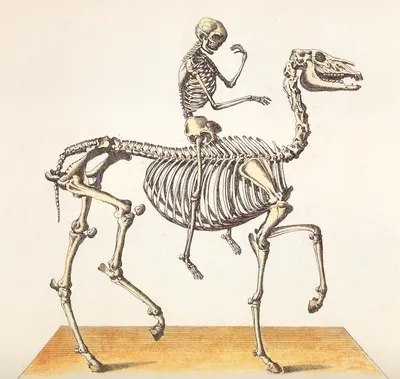 Скелет лошади - 3d stl модель для ЧПУ