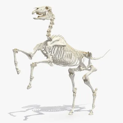 скелет лошади\" из серии анатомия лошади. бумага, тушь, рапидграф, перо  формат А4 | Лошади, Эскизы животных, Лошадиное искусство