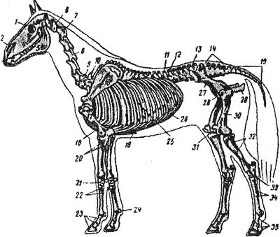 Скелет лошади» — создано в Шедевруме