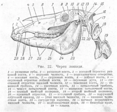 Сроки развития скелета у лошадей | EquiLife.ru - Первый Конный журнал online