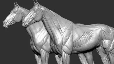 Анатомия лошади: скелет туловища