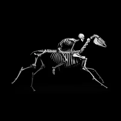 Картина-принт Animal Horse Skeleton, Timothy Oulton | Home Concept