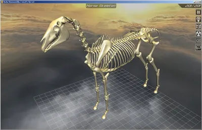 Научные Иллюстрации: Лошадь Скелет - Изолированные На Небе Голубом  Клипарты, SVG, векторы, и Набор Иллюстраций Без Оплаты Отчислений. Image  43739095