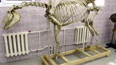 Скелет лошади: подробное описание | Ветеринарная служба Владимирской области