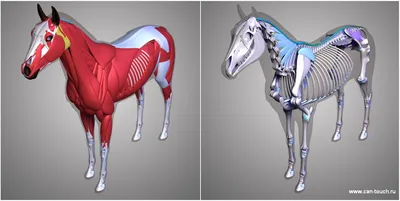 Анатомия лошади | Скульптурное моделирование