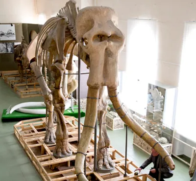 Музей скелета слона @ австралийский Редакционное Изображение - изображение  насчитывающей музей, сидней: 104241580
