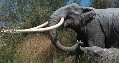Скелет слона фото фотографии