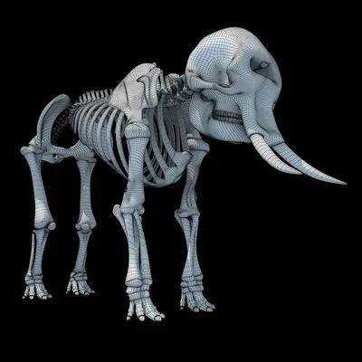 Скелет слона - 3d stl модель для ЧПУ
