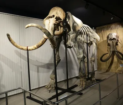 Скелет слона кости хобота позвоночник…» — создано в Шедевруме