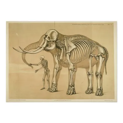 Скелет африканского слона 3D Модель $79 - .3ds .lwo .obj .xsi .fbx .ma .3dm  .max - Free3D
