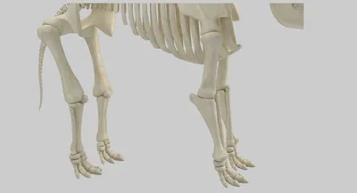 Скелет слона 3D Модель $69 - .c4d .fbx .ma .obj .max - Free3D