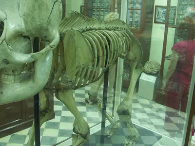 Золотой скелет слона на фоне в …» — создано в Шедевруме