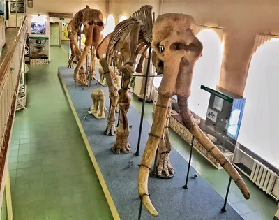 Государственный Дарвиновский музей - Обратите внимание на скелет передней  ноги слона. Он раскрывает нам главную тайну хоботных – эти гигантские  животные на самом деле перемещаются на пальцах, почти как балерины! Но есть