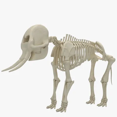 Скелет слона иллюстрация штока. иллюстрации насчитывающей слон - 175905144