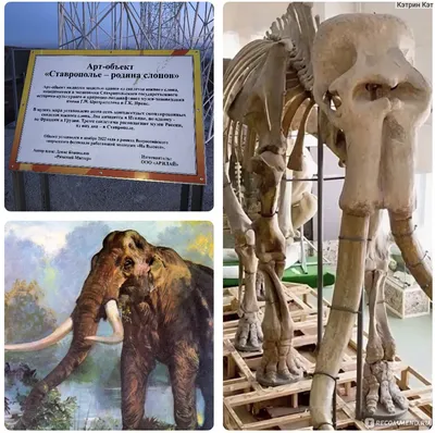 Ученые нашли скелет знаменитого Человека-слона