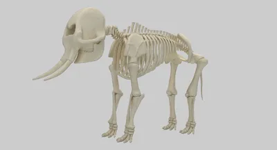 Скелет слона стоковое фото. изображение насчитывающей скелет - 29077378