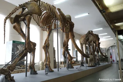 Скелет слона в мохнатом парике» — создано в Шедевруме