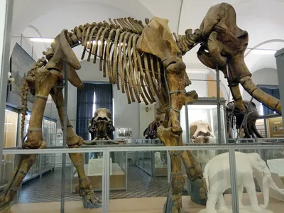 В Германии археологи нашли скелет слона возрастом 300 тысяч лет (ВИДЕО):  читать на Golos.ua