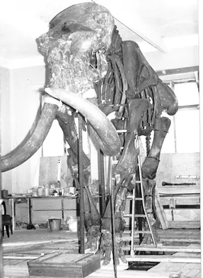 Южные слоны 🐘 Ископаемые гиганты