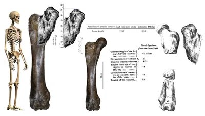 Скелет жившего три миллиона лет назад слона обнаружили в Алжире