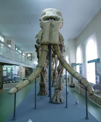 Скелет единственного слона Белоруссии выставят в музее