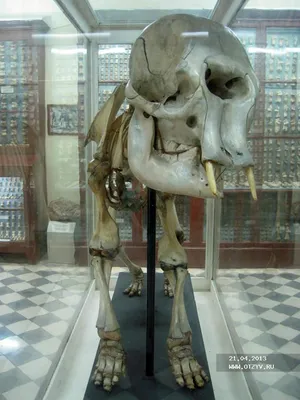 Слон из слоновой кости» — создано в Шедевруме