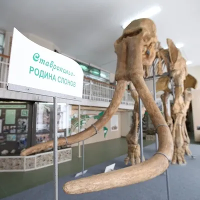 Как собирали скелет азовского слона