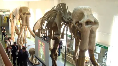 Загадка ставропольских слонов: кого нашли археологи в городской черте  Ставрополя