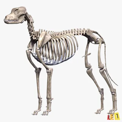 Декор для хэллоуин : Скелет собаки