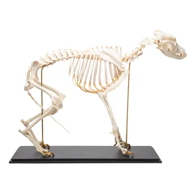 Текстурированный скелет собаки 3D Модель $150 - .lwo .obj .ma .3ds .max -  Free3D
