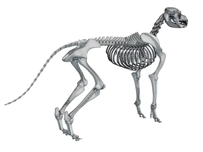 Скелет собаки (Canis lupus familiaris), размер L, препарат - 1020989 -  T300091L - Хищники (Carnivora) - 3B Scientific