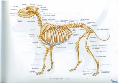 Скелет собаки | Dog Skeletal Anatomy | Anatomie du chat, Anatomie du chien,  Animaux
