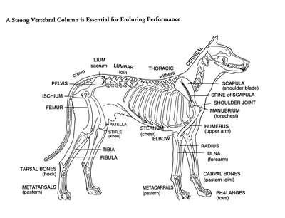 Скелет собаки - Умные каталоги ValiCat