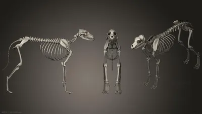 Скелет собаки и кошки» — создано в Шедевруме