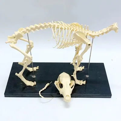 Скелет собаки | Прокат скелетов животных. Хэллоуин. | EventRent