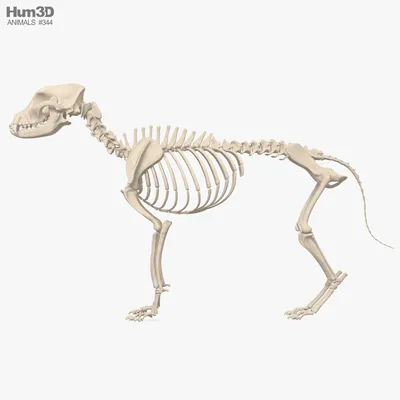 Анатомия скелеты и черепа - Скелет собаки, ANTM_1186 | 3D модель для ЧПУ  станка
