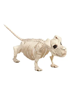 Скелет собаки фото фотографии