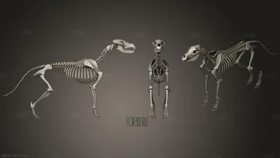 Скелет Собаки Изолированные На Черный Цвет Фона — стоковые фотографии и  другие картинки Собака - Собака, Скелет животного, 2015 - iStock