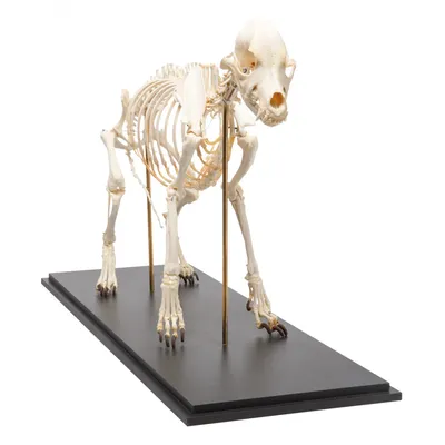 Скелет собаки стоковое фото. изображение насчитывающей рентгенографирование  - 27166860