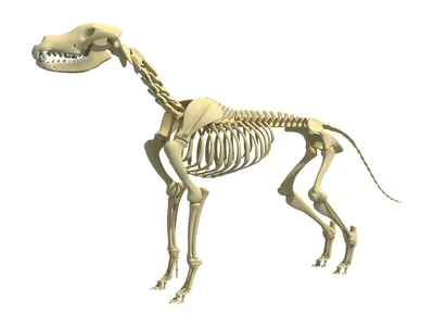 Собака скелет модель образования модель собачий Скелет стандартный размер  Собака Дисплей лаборатория обучение ветеринарных животных | AliExpress