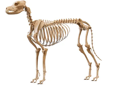 Скелет собаки 3D Модель $79 - .3ds .lwo .ma .obj .xsi .max - Free3D
