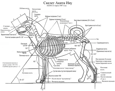 Скелет собаки (Canis lupus familiaris), размер M, препарат - 1020988 -  T300091M - Скелеты домашних животных - 3B Scientific