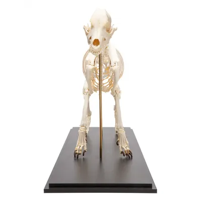 Модель скелета собаки модель собаки cytoskeleton модель кости | AliExpress