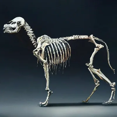 Бутафорский скелет Собаки купить за 1704 грн. в магазине Personage.ua