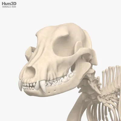 Скелет собаки» — создано в Шедевруме
