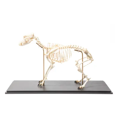 Скелет собаки 3D Модель $79 - .ztl .obj - Free3D