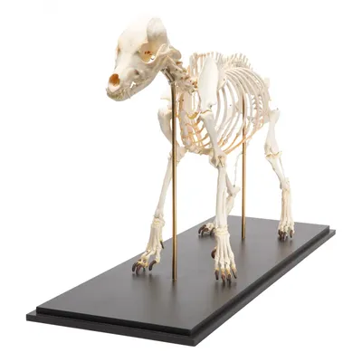 Статуэтка скелет собаки дизайнерская фигурка \"Собака Баскервилей\" —  Abnormal, акция действует до 22 октября 2025 года | LeBoutique — Коллекция  брендовых вещей от Abnormal — 6288888
