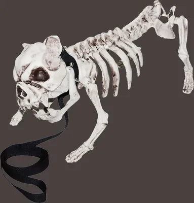 Скелет Собаки Котором Присутствуют Затылочная Теменная Кости Рисунок  Винтажной Линии Векторное изображение ©Morphart 216183728