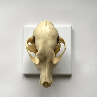 Мультяшный скелет собаки, ренген, жё…» — создано в Шедевруме