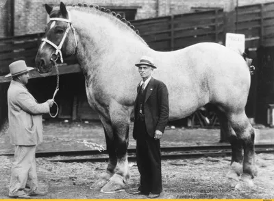 Самая большая в мире бельгийская тяжеловозная лошадь (порода Брабансон)  носила имя Brooklyn Supreme. Конь весил 1451 кг и был в холке ростом 198 см  (рекорд побит в 21 веке бельгийским тяжеловозом по